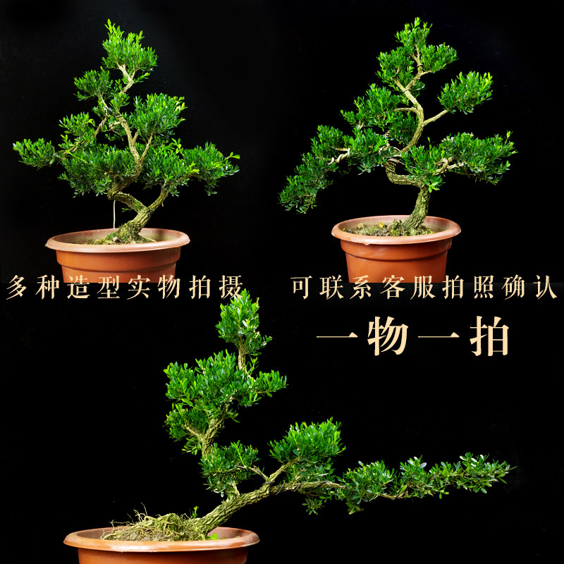 皱皮雀舌小叶米叶黄杨盆景植物稀有盆栽造型名贵树苗室内老桩阳台