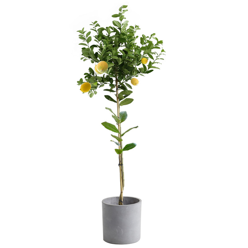 网红尤力克高杆柠檬树盆栽香水柠檬植物棒棒糖型观果真植物柠檬树
