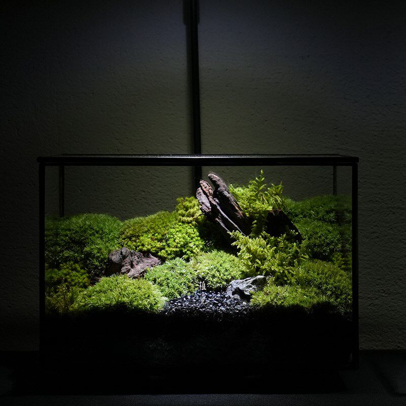 植觉 苔藓生态盒叁 苔藓微观世界玻璃创意植物造景景观送礼礼品