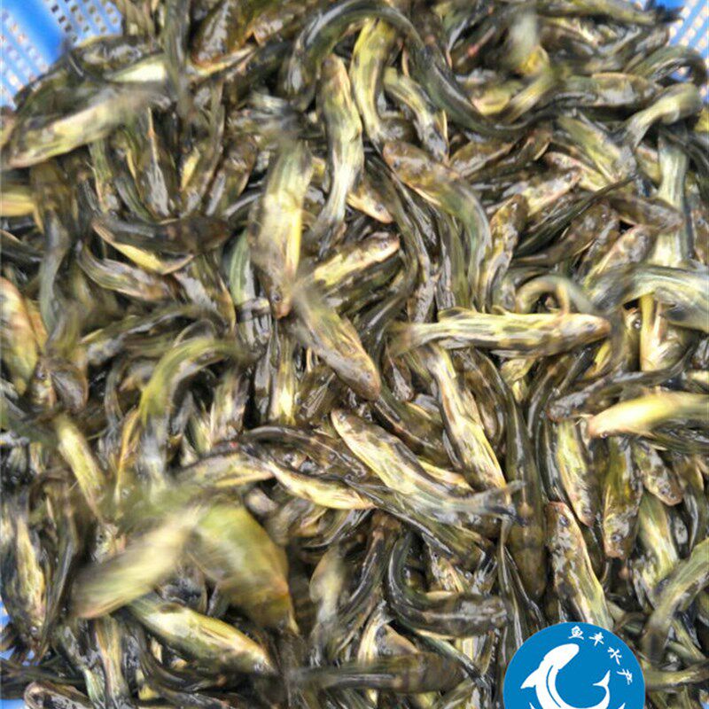 全国包邮 优质全雄黄骨鱼苗 黄辣丁鱼苗 黄颡鱼苗黄丫头淡水鱼苗