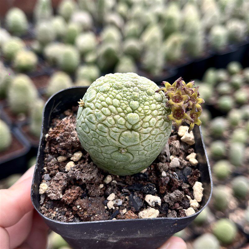 凝蹄玉实生仙人球一物一拍仙人掌多肉植物盆栽稀有萝藦科方蹄玉