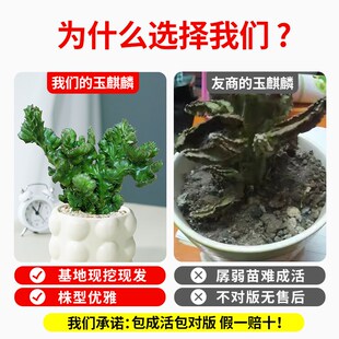 玉麒麟盆栽带根带盆彩麒麟多肉植物办公室内客厅桌面招财摆件盆景