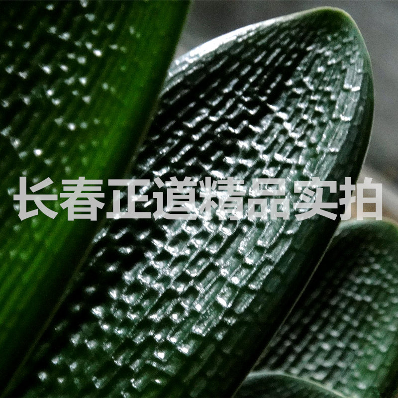 长春新款精品君子兰 金刚立板霸王 油匠麻脸深坑纹宽短叶盆栽小苗
