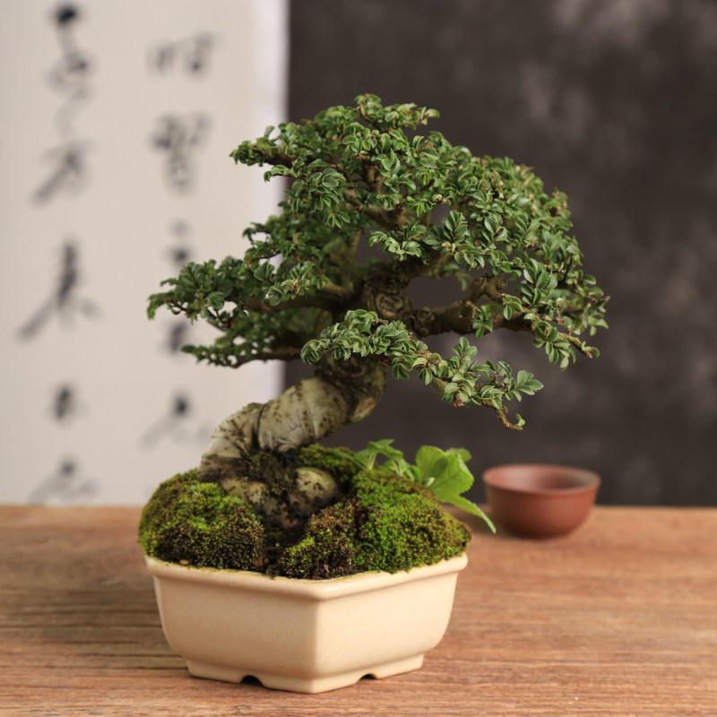 趣味小叶榆树盆景盆栽榔榆窗台阳台植物绿植茶台办公桌好养室内