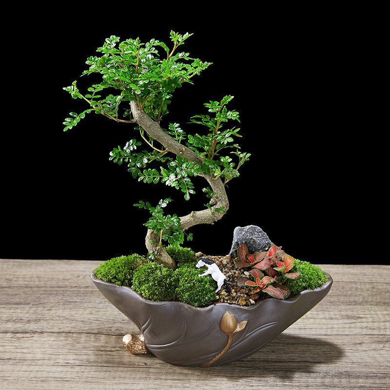 清香胡椒木盆栽室内四季常青好养易活绿植悬崖老桩S造型盆景植物