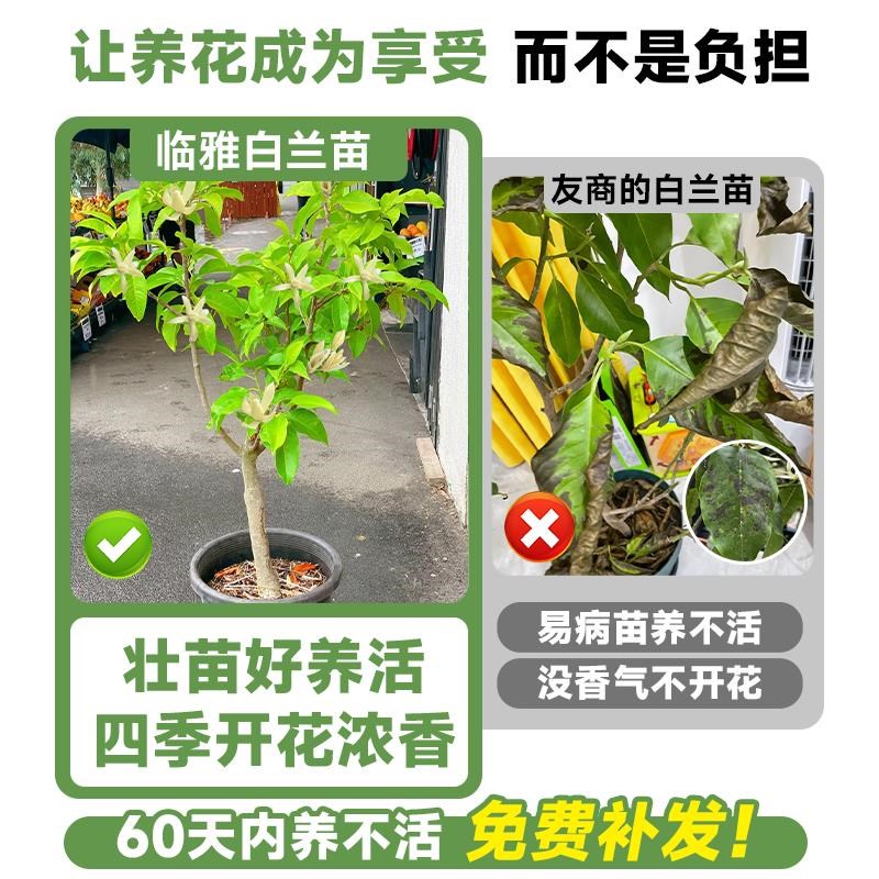 玉兰花树苗带花苞白兰花大树黄角兰耐寒盆栽室内外四季花卉绿植物