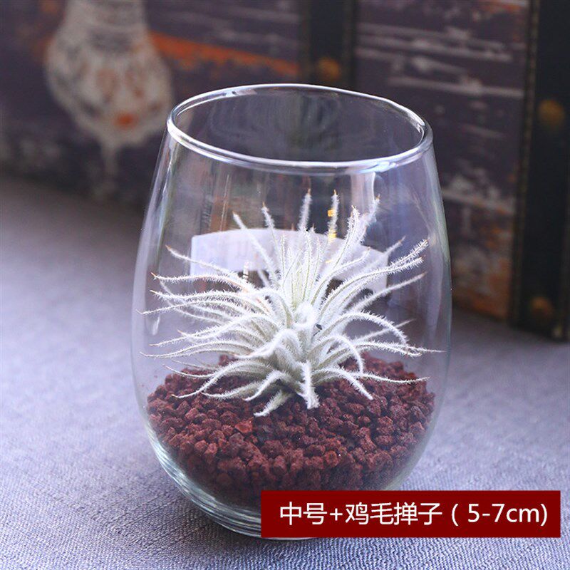 空气凤梨植物 白色 鸡毛掸子 绿植盆栽花草