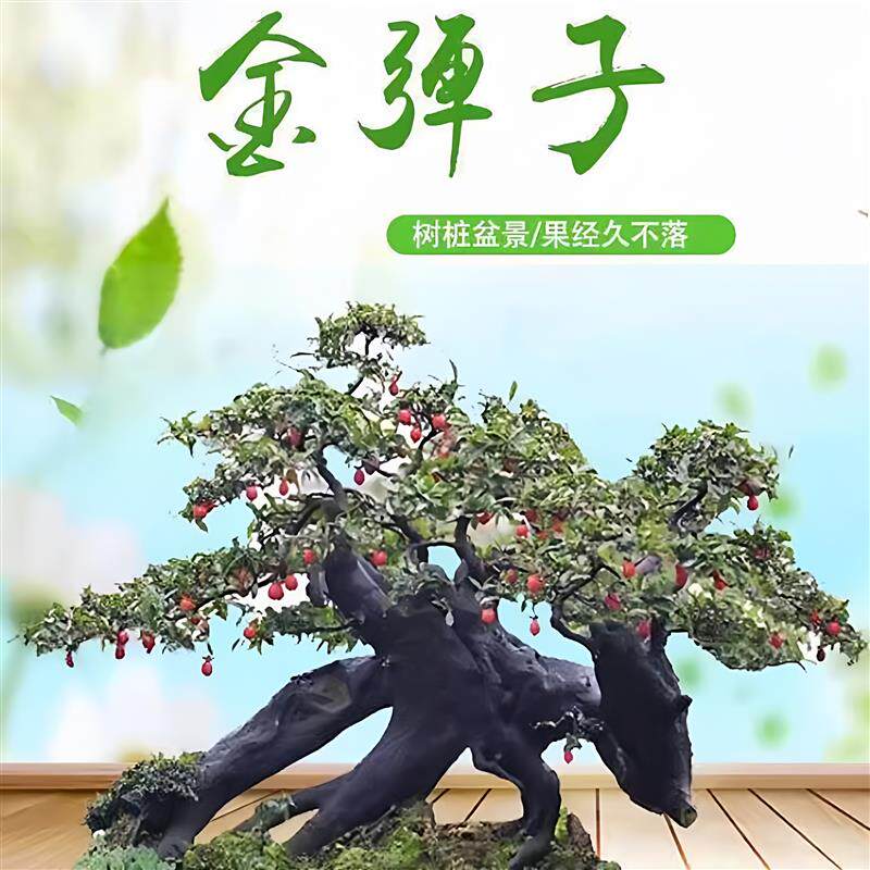 【带盆发货】四川金弹子小树苗盆栽公母开花结果品种练手熟桩盆景