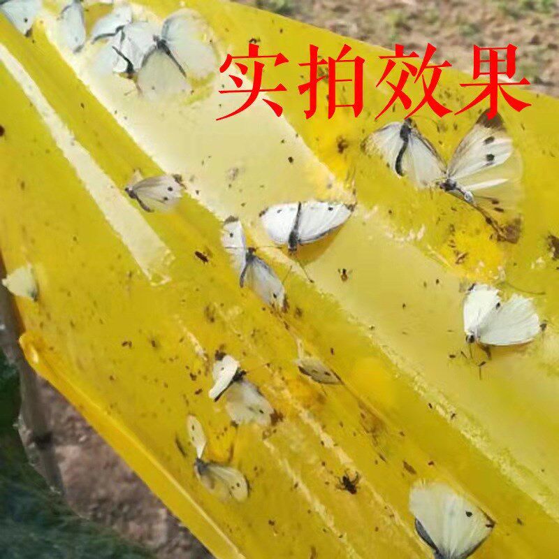 果树粘虫胶带树木防虫胶带园林苗木通用双面诱虫胶带粘缠大树包邮