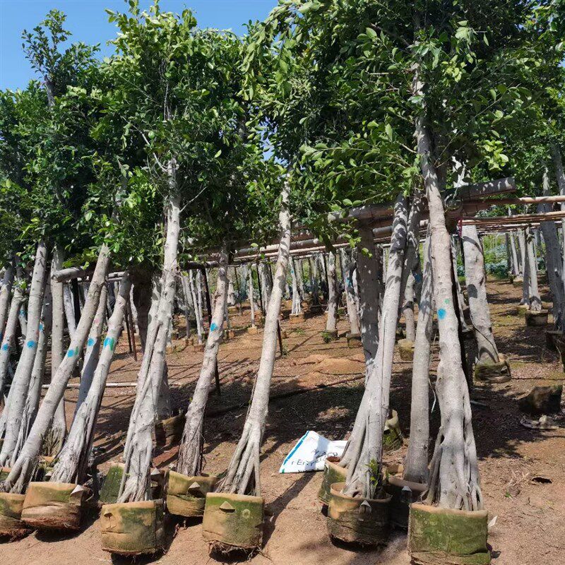 榕树小叶榕榕树苗独木成林四季常青风景树室内外苗木庭院园林绿化