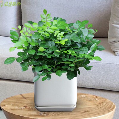 七里香盆栽 别称九里香 开花植物  阳台窗台客厅桌面绿植花卉