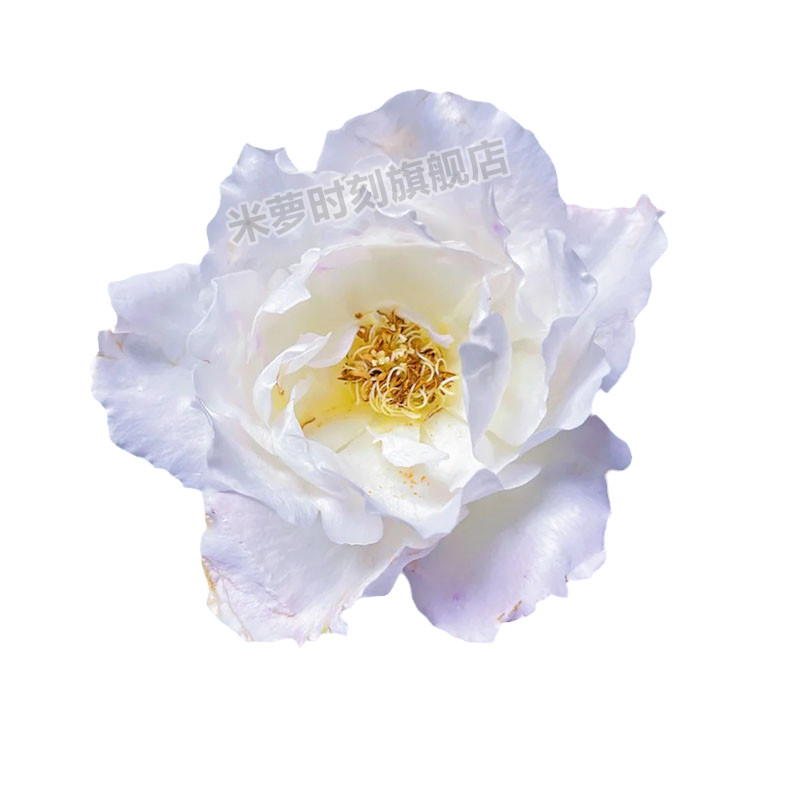 河本天宫公主月季花苗大花多季盆栽阳台玫瑰花庭院花勤花蔷薇植物