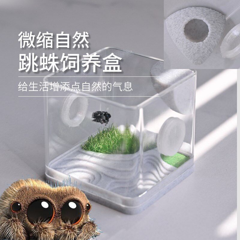 跳蛛饲养盒佛罗里达跳蛛饲养盒蜘蛛饲养盒佛跳饲养盒跳蛛生态盒