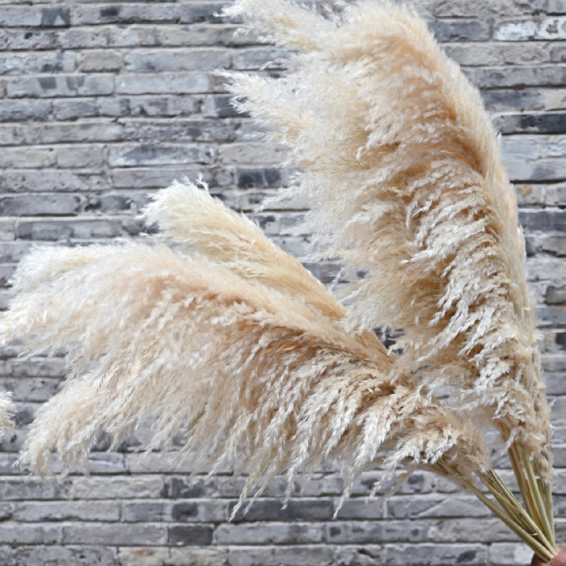 芦苇干花真花网红花束北欧轻奢软装商场婚礼现场造景天然大穗蒲苇
