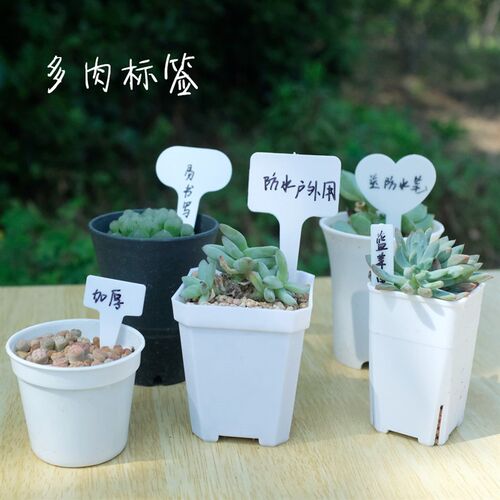 【pp材质】多肉植物防水标签盆栽记号牌标牌塑料盆栽插牌T字标签
