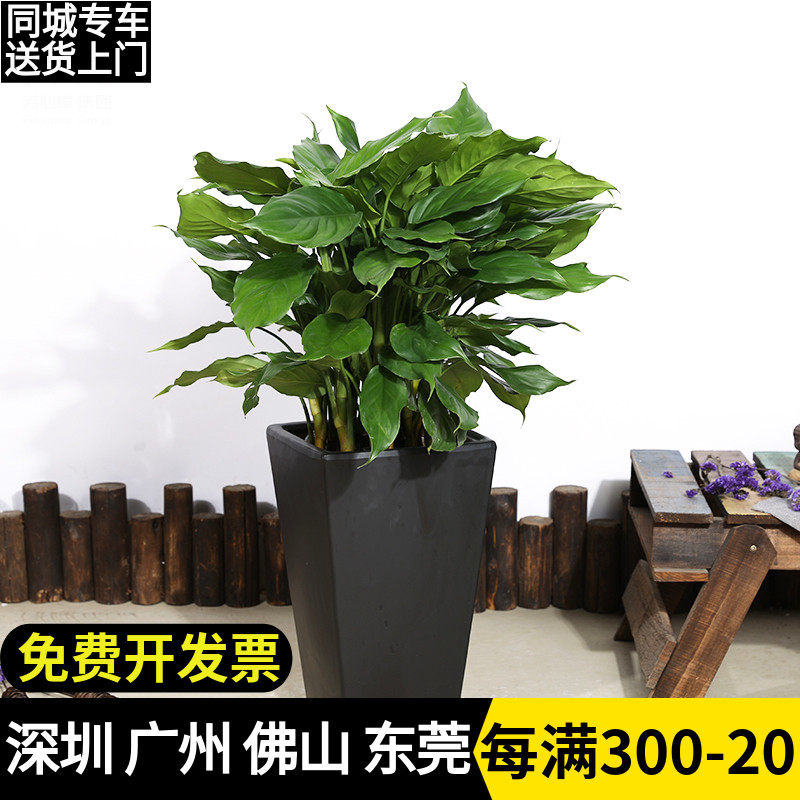 万年青盆栽室内客厅中型花卉绿植植物吸甲醛净化空气办公室绿化