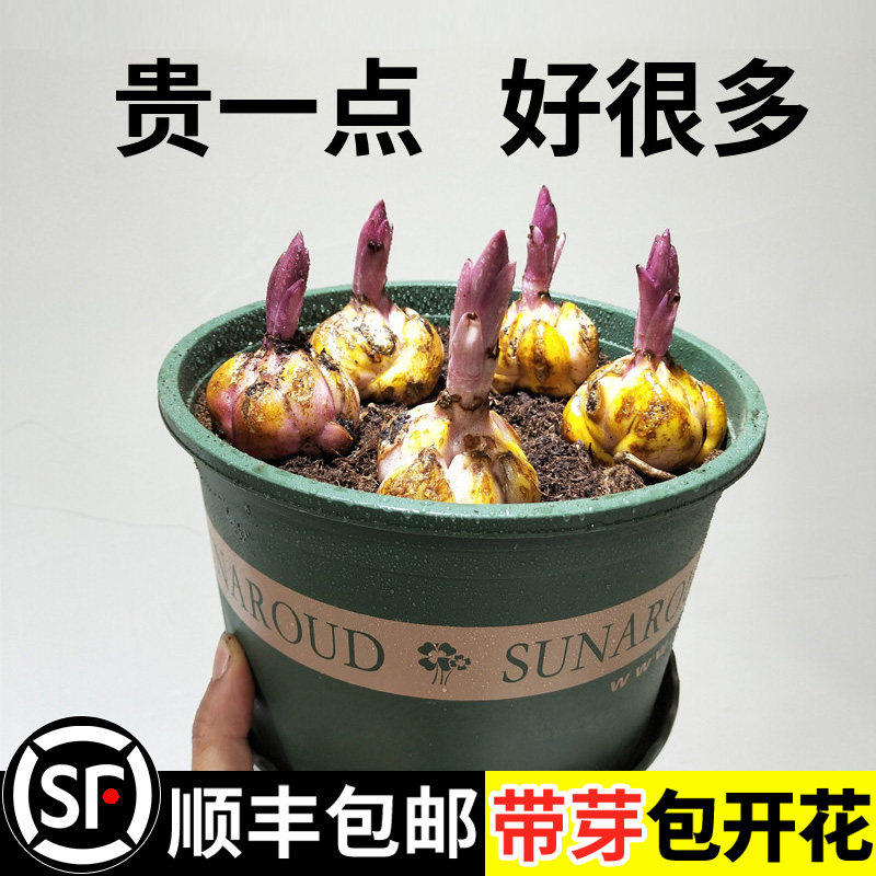 百合花种球香水百合多季开花好养活花卉植物室内外花苗盆栽花种子