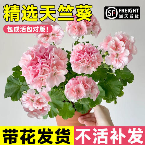 天竺葵盆栽花苗带苞发货多