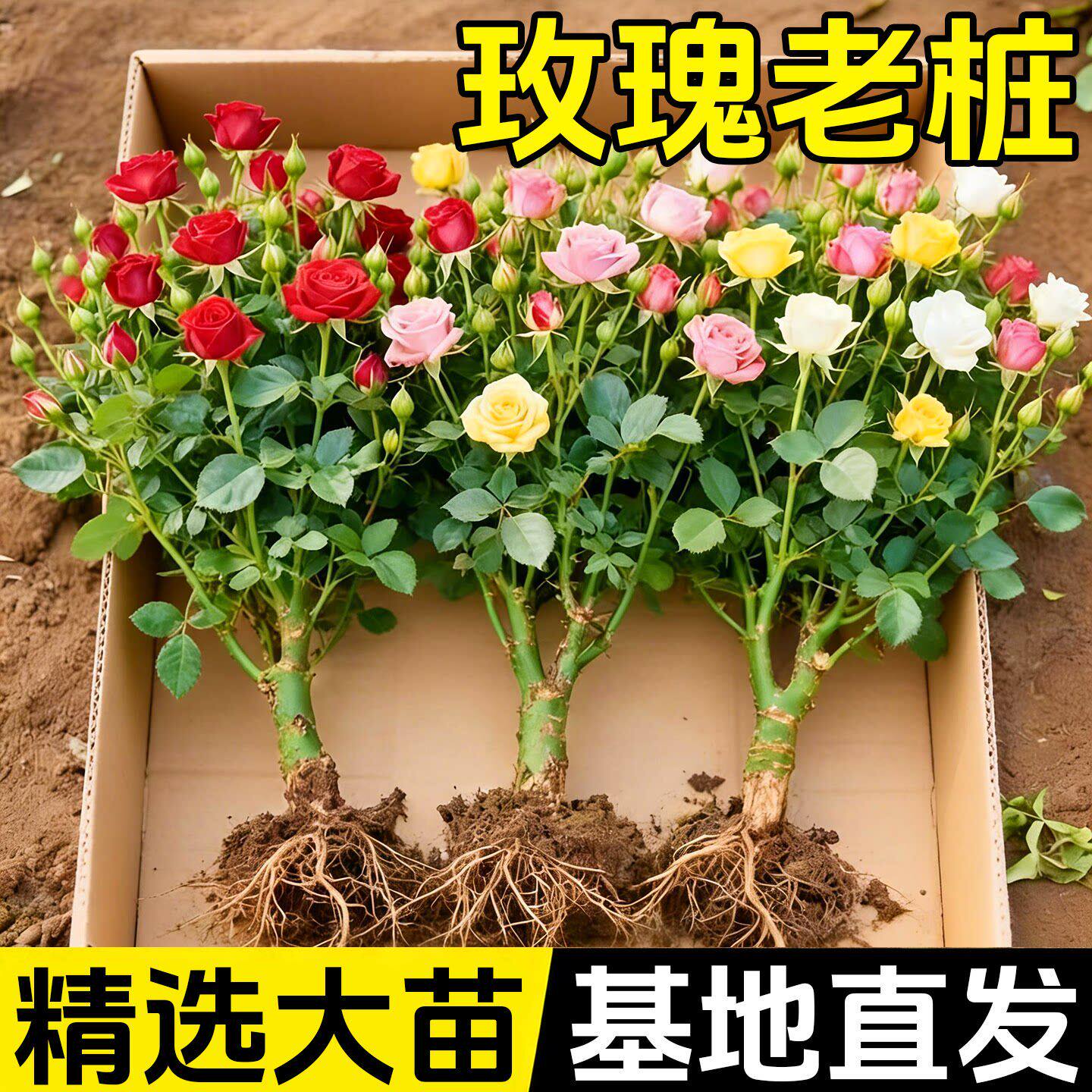 玫瑰花苗老桩盆栽卉多季节图片
