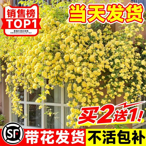 黄木香花苗爬藤植物重瓣红