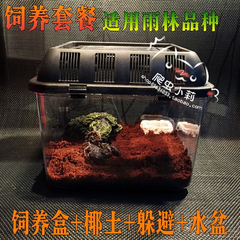 西瑾饲养盒中号高档雨林型蜥蜴蜘蛛蝎子爬虫饲养箱加配套用品套餐