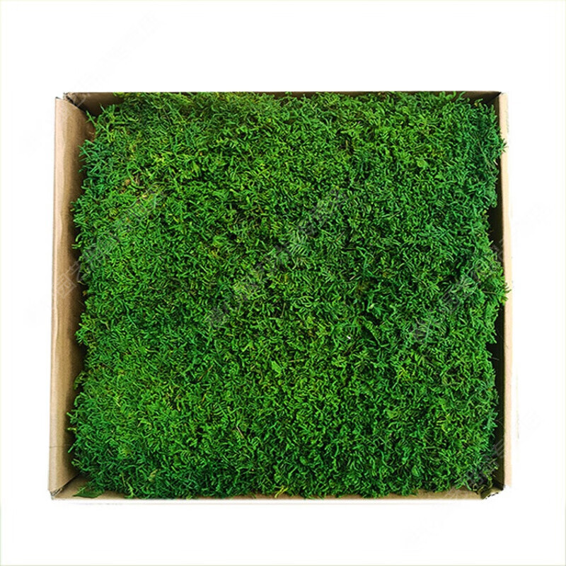 永生苔藓球室内软装墙面装饰仿真青苔枯山水造景diy大灰藓铺面