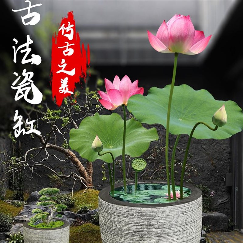 庭院大缸景德镇陶瓷鱼缸水缸养荷花碗莲睡莲盆乌龟缸甲鱼缸加高款