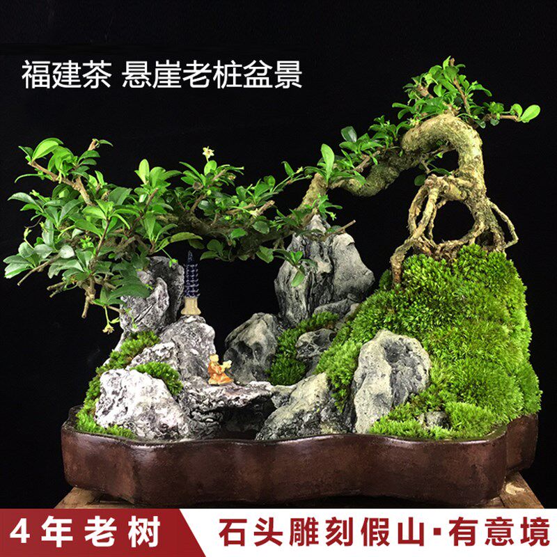 福建茶六月雪山水盆景植物客厅罗汉松盆栽室内老桩假山小绿植摆件
