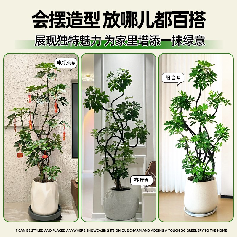 造型鸭脚木客厅大盆栽鸭掌木鹅掌柴室内落地式大型四季常青绿植物