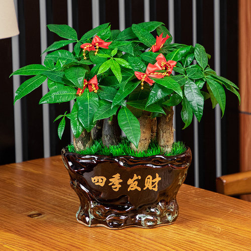 发财树盆栽客厅大棵盆景室内好养植物花前台乔迁送礼办公桌面绿植