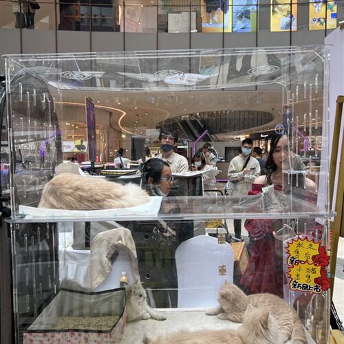 全透明亚克力赛猫笼子专业猫赛笼透明摆摊笼宠物展示笼便携组装