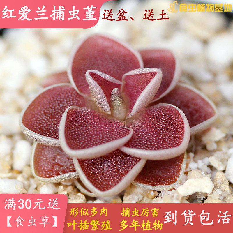 捕虫堇像多肉植物黏虫子会吃虫子食虫植物