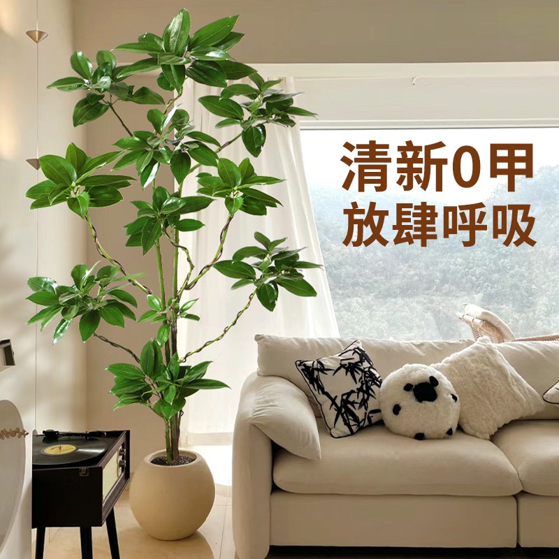 造型平安树客厅盆栽绿植办公室内大型真树好养植物幸福树四季常青