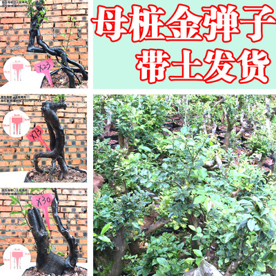 金弹子盆景 母桩 瓶兰花黑塔子 金单子成品  金蛋子树桩树苗包邮