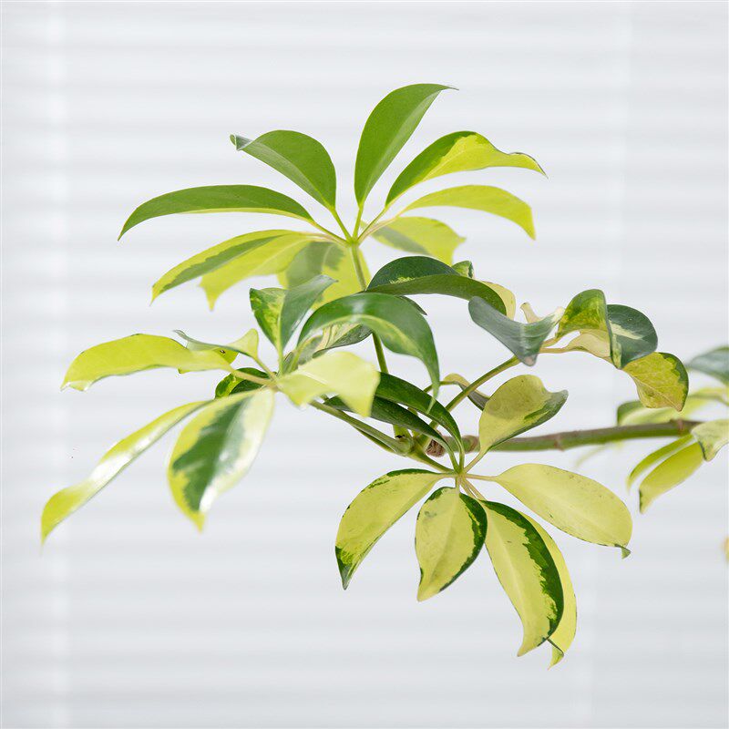 花叶鸭脚木绿植高级感客厅植物八方来财盆景鸭掌木室内桌面小盆栽