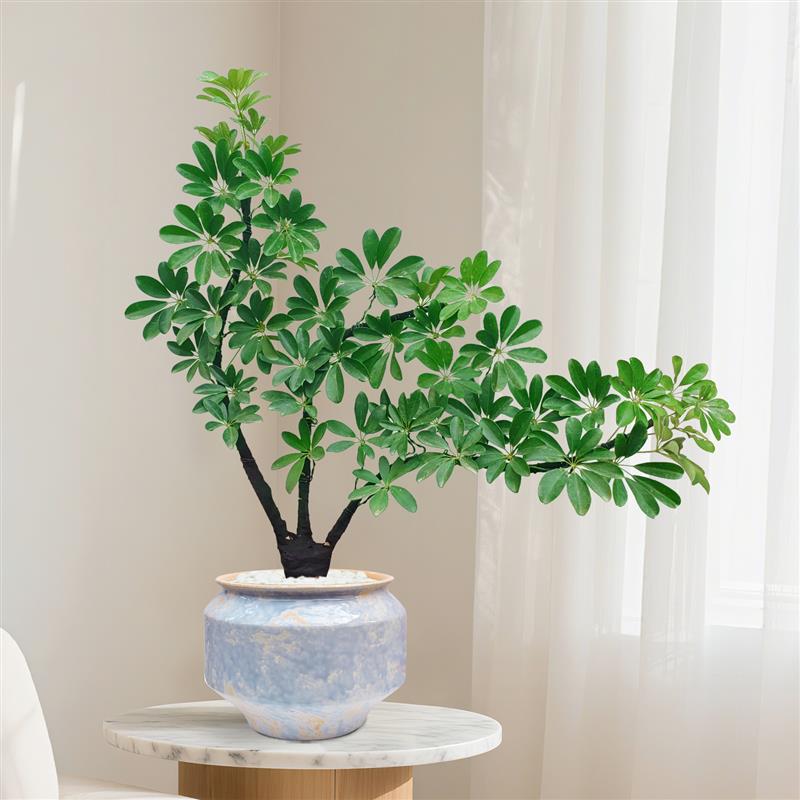 鸭脚木盆栽客厅旺宅桌面植物室内玄关八方来财盆景办公室绿植卧室