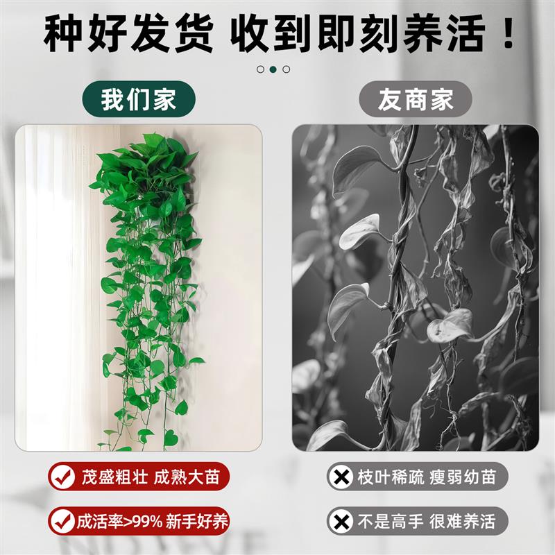 绿萝长藤款室内盆栽绿植办公室花卉客厅植物垂吊四季好养壁挂绿箩