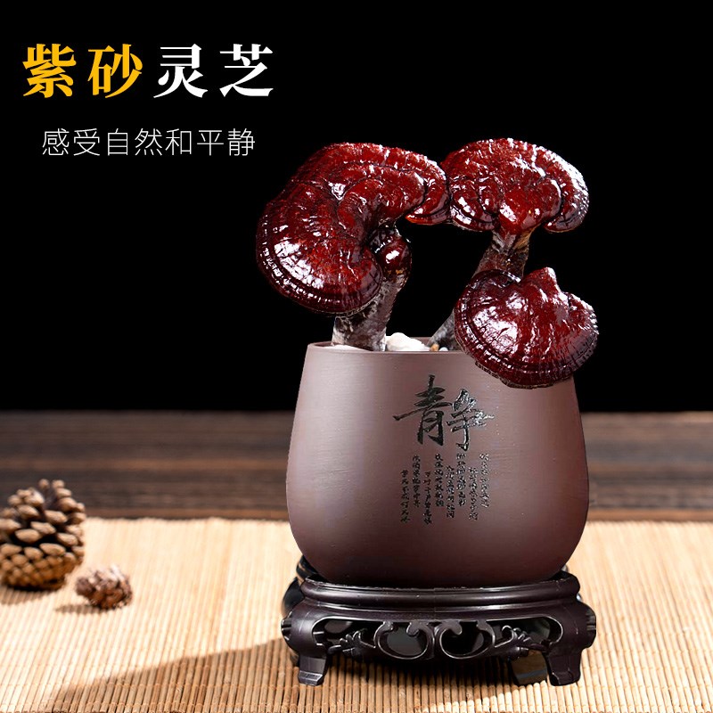 灵芝盆景活体耐寒真灵芝盆栽办公室摆件食用天然室内植物送礼物图片