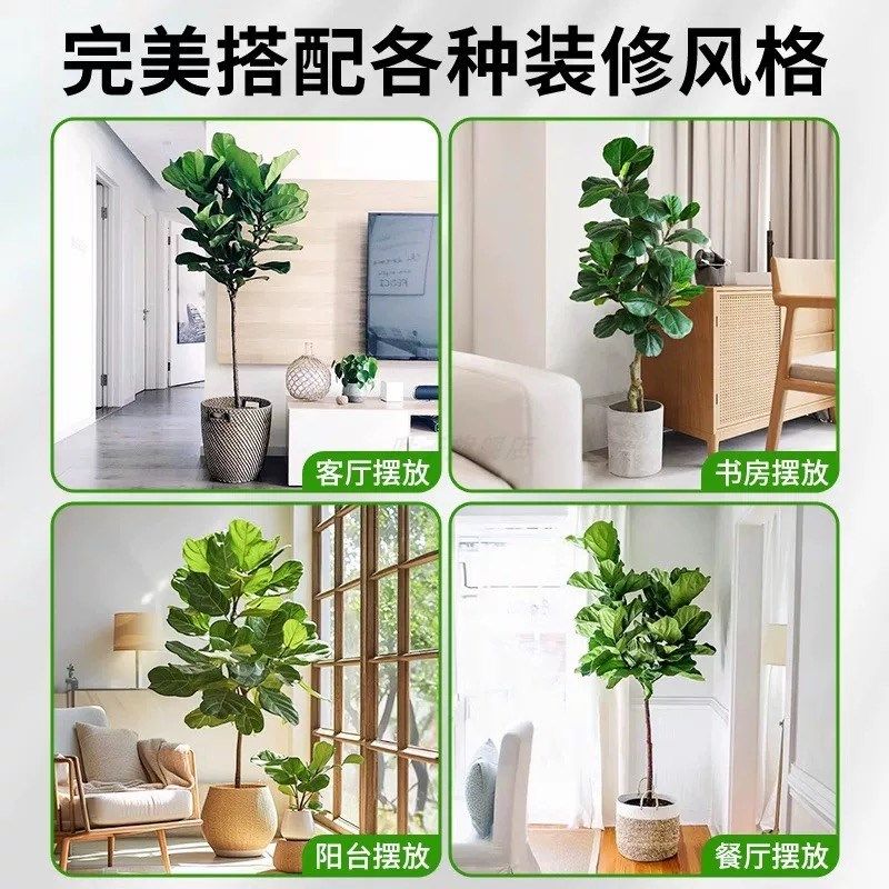 琴叶榕客厅绿植大型盆栽办公室内老桩大叶橡皮树植物四季净化空气