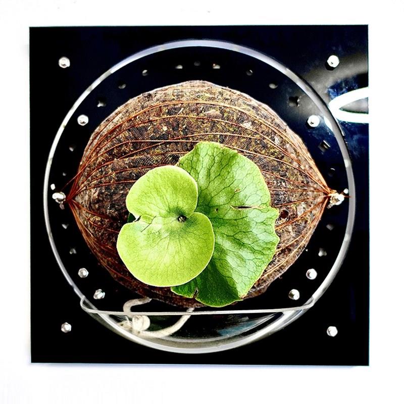 【大号套装】蝴蝶兰鹿角蕨植物上墙上板板植定植相框花盆墙面装饰
