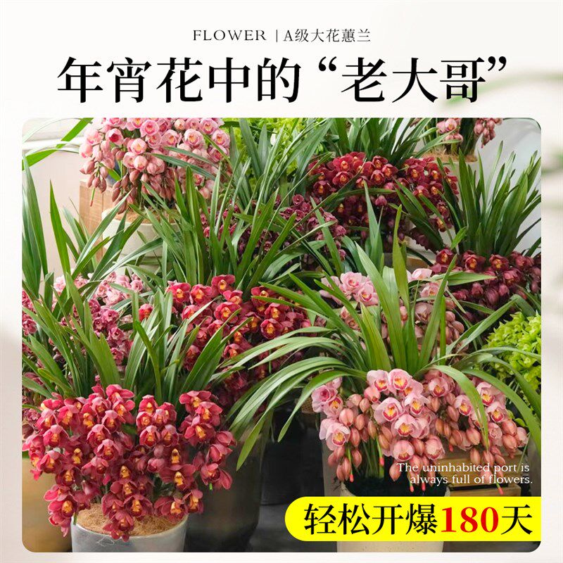 大花蕙兰带花苞盆栽年宵花兰花植物室内鲜花花卉客厅绿植耐寒惠兰