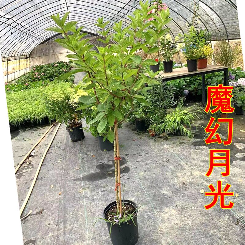 圆锥绣球棒棒糖大苗石灰灯香草草莓盆栽活力青柠绣球花花苗树苗