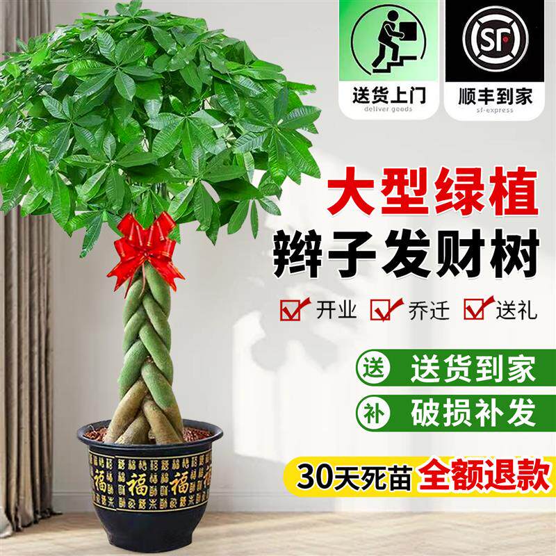 辫子发财树客厅盆栽大型绿植室内招财树办公室乔迁开业大棵真植物
