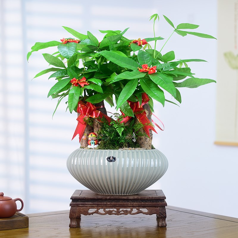 发财树盆栽植物招财树室内绿植好养四季常青寓意盆景乔迁开业送礼