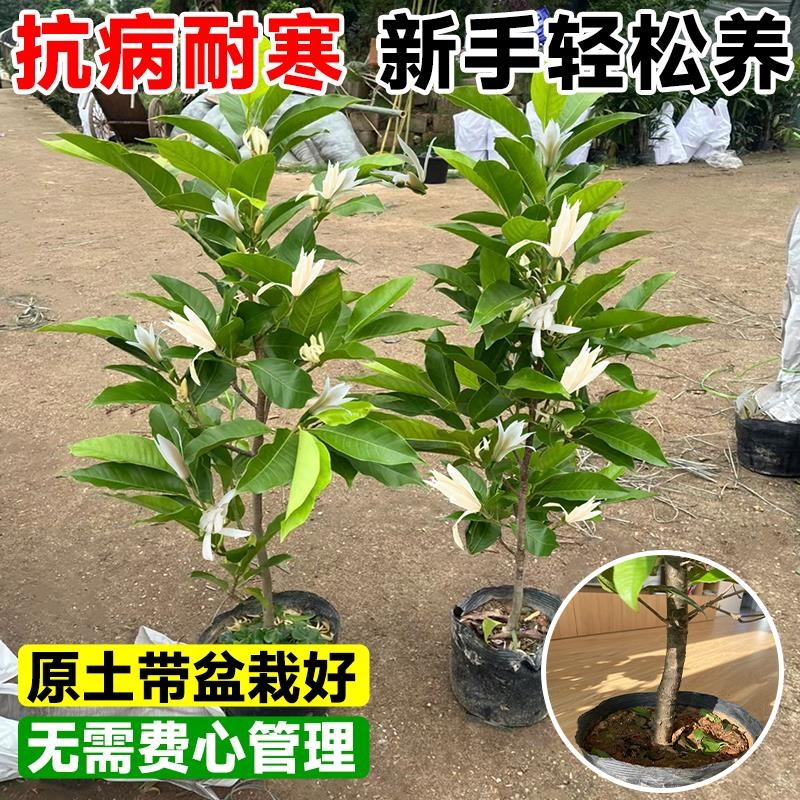 玉兰花树苗带花苞白兰花大树黄角兰耐寒盆栽室内外四季花卉绿植物