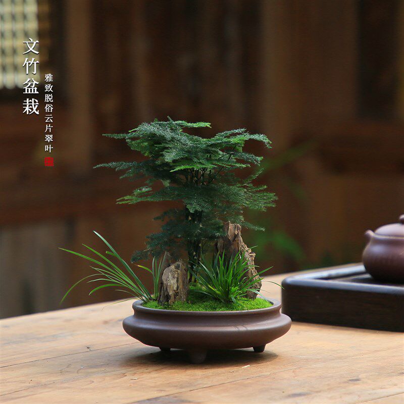 文竹盆栽室内盆景植物客厅桌面办公室绿植好养水培植物花茶室摆件
