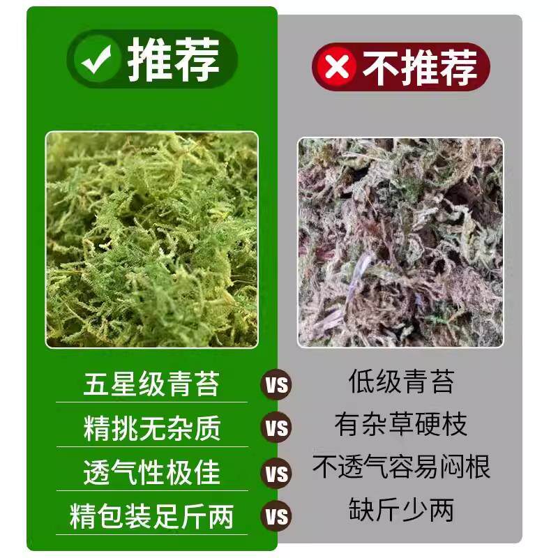 青苔蝴蝶兰水苔干苔藓纯兰花专用天然石斛种植营养土乌龟垫材植料