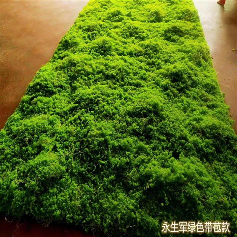仿真苔藓草皮微景观盆景造景装饰假苔藓青苔植物墙绿植人造草坪