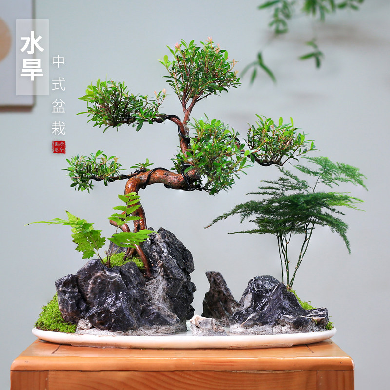 水旱创意一物一拍山水造型水旱盆景绿植山水盆栽客厅办公室摆件