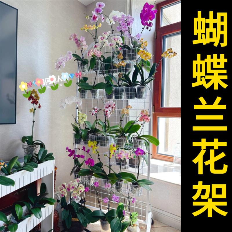 阳台花架2026新款蝴蝶兰花架适合客厅阳台可移动悬挂花盆展示架图片